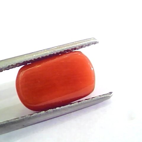 4.81 Ct Untreated Natural Italian Red Coral Moonga Gemstone A+