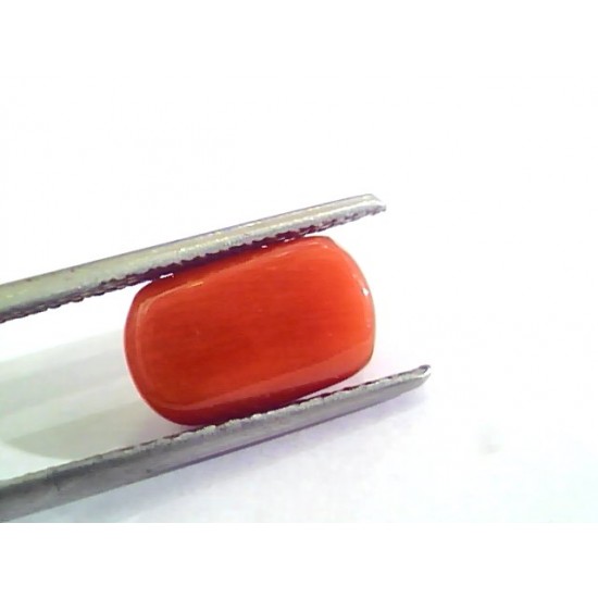 4.81 Ct Untreated Natural Italian Red Coral Moonga Gemstone A+