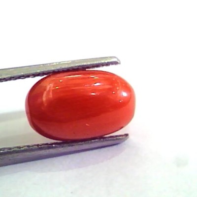 4.80 Carat Natural Italian Red Coral Moonga Gemstone AAAA