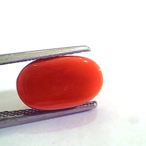 4.80 Carat Natural Italian Red Coral Moonga Gemstone AAAA