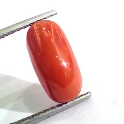 4.83 Ct 5.36 Ratti Untreated Natural Italian Red Coral Moonga Gemstone AA