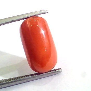 4.83 Ct 5.36 Ratti Untreated Natural Italian Red Coral Moonga Gemstone AAA