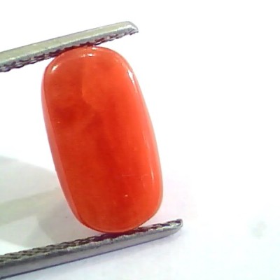 4.83 Ct 5.36 Ratti Untreated Natural Italian Red Coral Moonga Gemstone A+