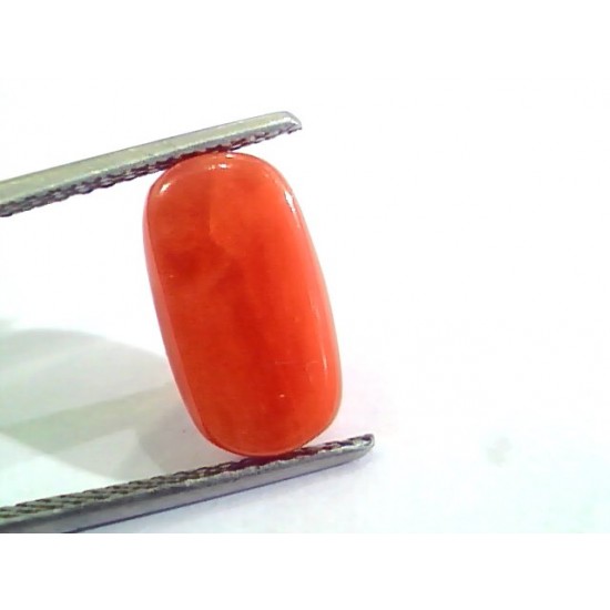 4.83 Ct Untreated Natural Italian Red Coral Moonga Gemstone A+