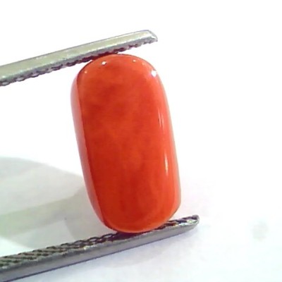 4.83 Ct 5.36 Ratti Untreated Natural Italian Red Coral Moonga Gemstone AAA