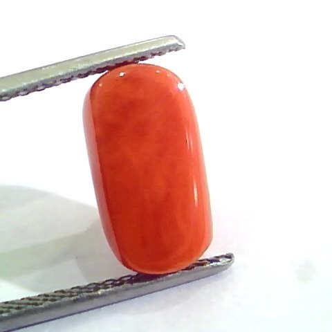 4.83 Ct 5.36 Ratti Untreated Natural Italian Red Coral Moonga Gemstone AAA