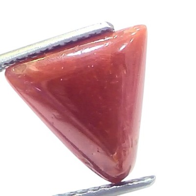 4.86 Ct Natural Italian Triangle Red Coral Trikon Moonga Gemstone 4.86 Ct Natural Italian Triangle Red Coral Trikon Moonga Gemstone