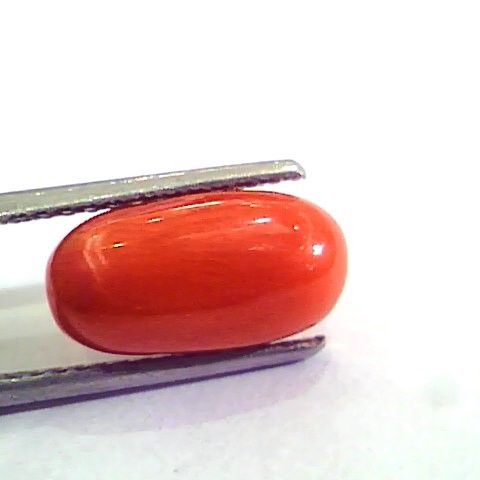 4.86 Carat Natural Italian Red Coral Moonga Gemstone AAAA