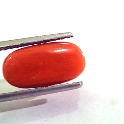4.86 Carat Natural Italian Red Coral Moonga Gemstone AAAA