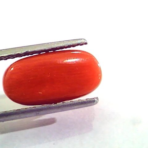 4.86 Carat Natural Italian Red Coral Moonga Gemstone AAAA