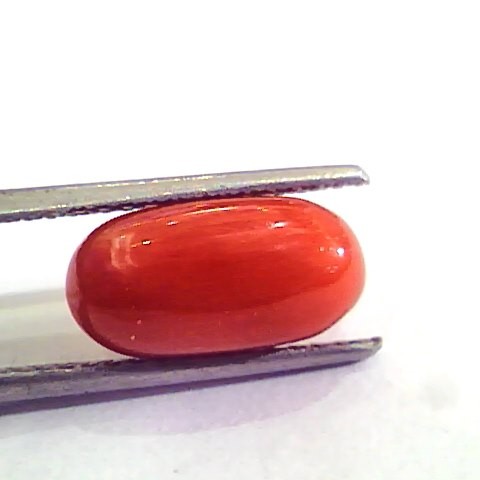 4.90 Carat Natural Italian Red Coral Moonga Gemstone AAAA