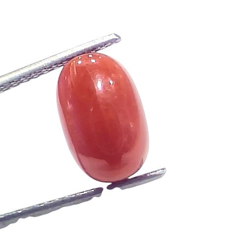 4.95 Ct 5.45 Ratti Natural Untreated Italian Red Coral Moonga AAAAA 4.95 Ct 5.45 Ratti Natural Untreated Italian Red Coral Moonga AAAAA