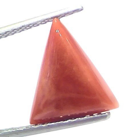 4.94 Ct Natural Italian Triangle Red Coral Trikon Moonga Gemstone 4.94 Ct Natural Italian Triangle Red Coral Trikon Moonga Gemstone