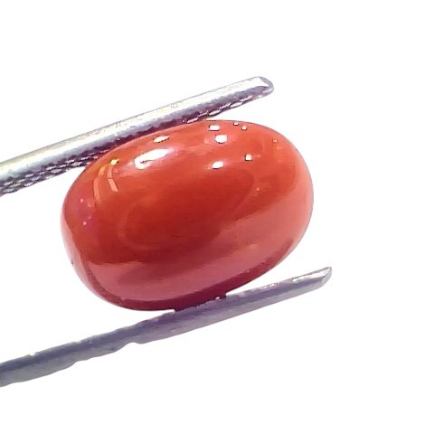4.97 Ct 5.47 Ratti Natural Untreated Italian Red Coral Moonga AAAAA 4.97 Ct 5.47 Ratti Natural Untreated Italian Red Coral Moonga AAAAA