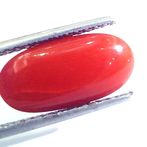 4.97 Ct Untreated Natural Premium Italian Red Coral AAAAA