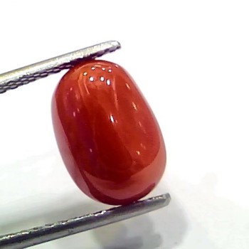 4.87 Ct 5.41 Ratti Natural Italian Red Coral Moonga Gemstone