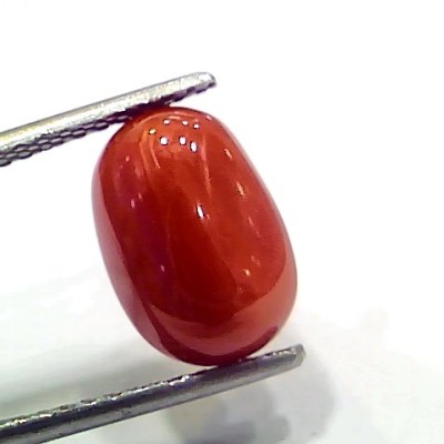 4.87 Ct 5.41 Ratti Natural Italian Red Coral Moonga Gemstone