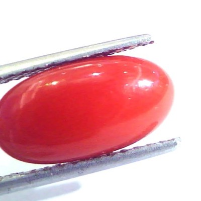 4.97 Ct Untreated Natural Premium Italian Red Coral AAAAA