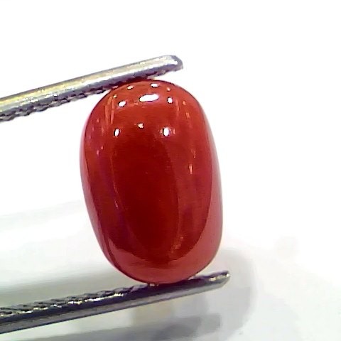 4.87 Ct 5.41 Ratti Natural Italian Red Coral Moonga Gemstone