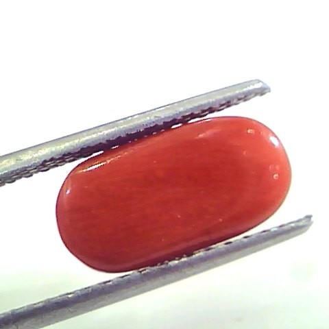 4.97 Ct Untreated Natural Premium Italian Red Coral AAAAA