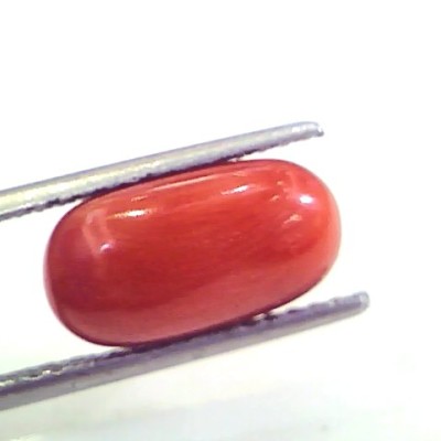 4.97 Ct Untreated Natural Premium Italian Red Coral AAAAA
