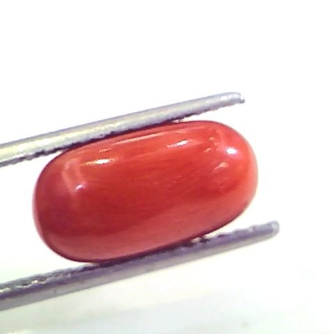 4.97 Ct Untreated Natural Premium Italian Red Coral AAAAA