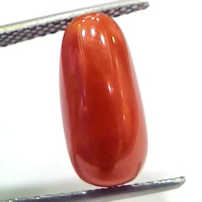 5.03 Ct 5.58 Ratti Natural Untreated Italian Red Coral Moonga Gems