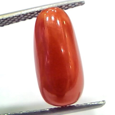 5.03 Ct 5.58 Ratti Natural Untreated Italian Red Coral Moonga Gems