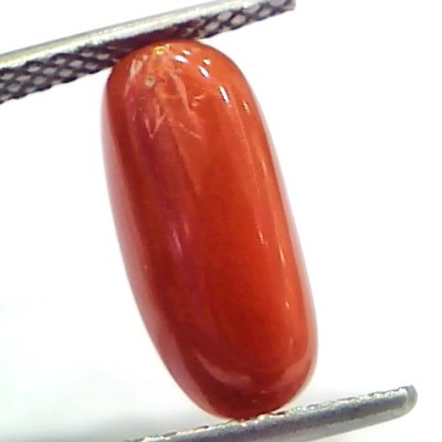 5.03 Ct 5.58 Ratti Natural Untreated Italian Red Coral Moonga Gems
