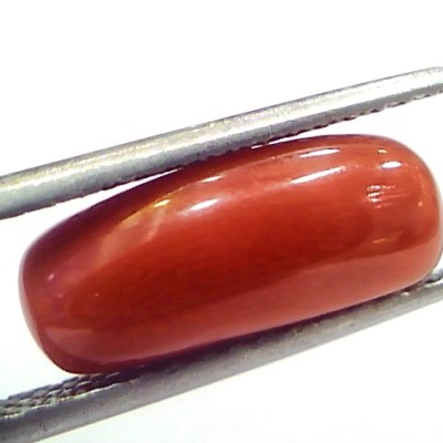 5.04 Ct 8.3 Ratti Natural Untreated Italian Red Coral Moonga Gems