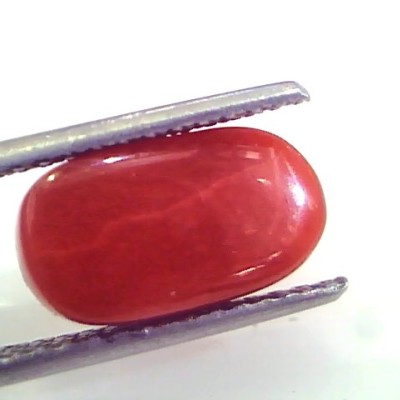 4.99 Ct Untreated Natural Premium Italian Red Coral AAAAA