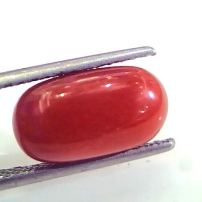 4.99 Ct Untreated Natural Premium Italian Red Coral AAAAA