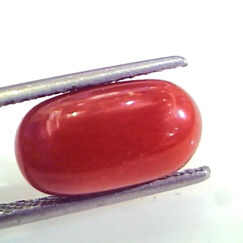 4.99 Ct Untreated Natural Premium Italian Red Coral AAAAA