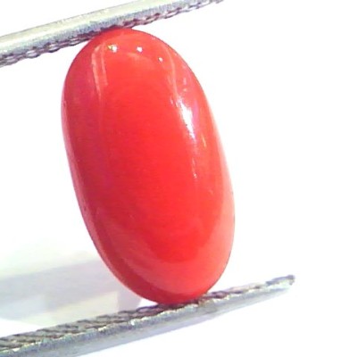 5.08 Ct Untreated Natural Premium Italian Red Coral AAAAA