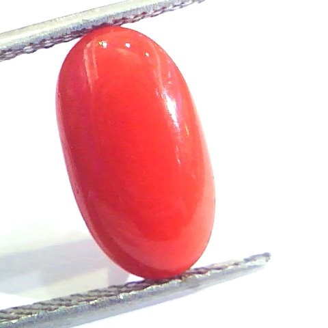 5.08 Ct Untreated Natural Premium Italian Red Coral AAAAA