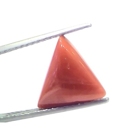 5.00 Ct Natural Italian Triangle Red Coral Trikon Moonga Gemstone