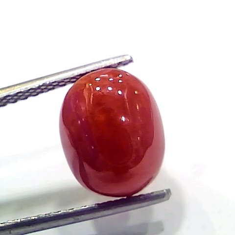 4.99 Ct 5.54 Ratti Natural Italian Red Coral Moonga Gemstone