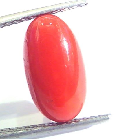 5.08 Ct Untreated Natural Premium Italian Red Coral AAAAA