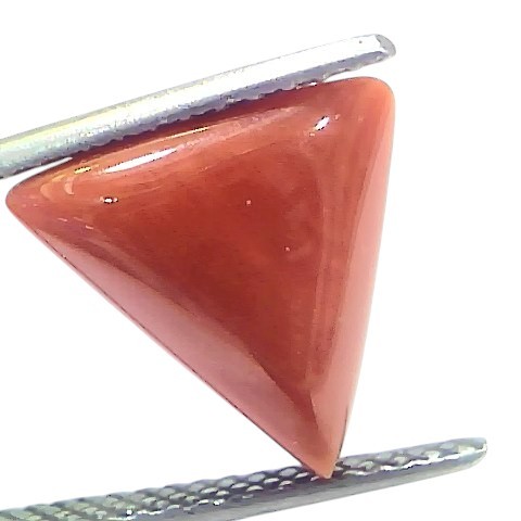 5.02 Ct Natural Italian Triangle Red Coral Trikon Moonga Gemstone 5.02 Ct Natural Italian Triangle Red Coral Trikon Moonga Gemstone