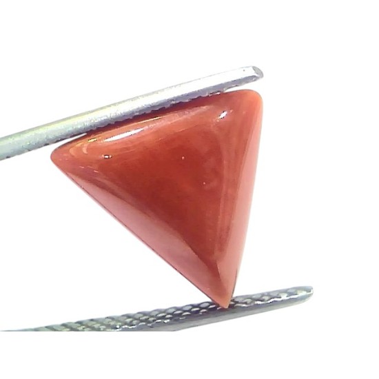 5.00 Ct Natural Italian Triangle Red Coral Trikon Moonga Gemstone