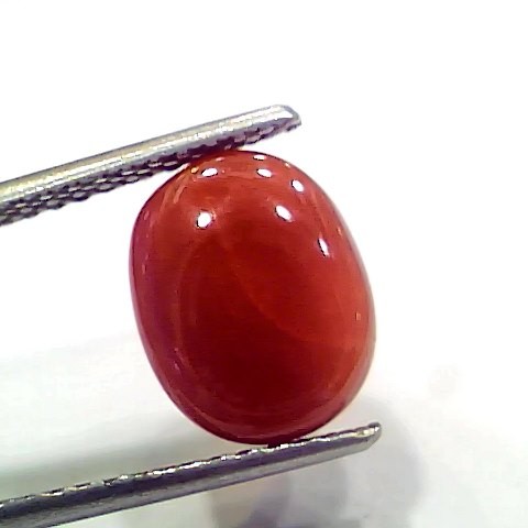 4.99 Ct 5.54 Ratti Natural Italian Red Coral Moonga Gemstone