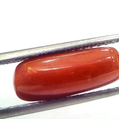 5.08 Ct 5.64 Ratti Natural Untreated Italian Red Coral Moonga Gems