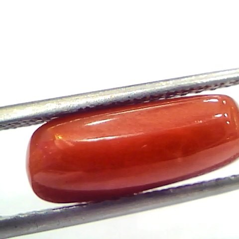 5.08 Ct 5.64 Ratti Natural Untreated Italian Red Coral Moonga Gems