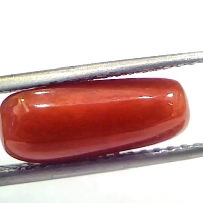 5.08 Ct 5.64 Ratti Natural Untreated Italian Red Coral Moonga Gems