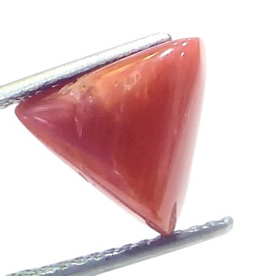 5.03 Ct Natural Italian Triangle Red Coral Trikon Moonga Gemstone