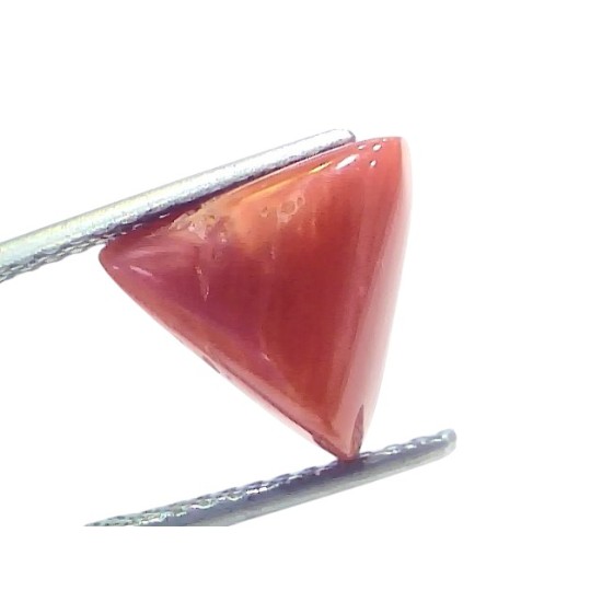 5.01 Ct Natural Italian Triangle Red Coral Trikon Moonga Gemstone