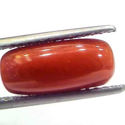 5.11 Ct 5.67 Ratti Natural Untreated Italian Red Coral Moonga Gems