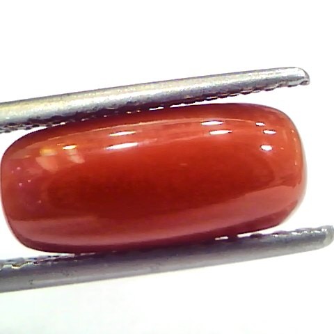 5.11 Ct 5.67 Ratti Natural Untreated Italian Red Coral Moonga Gems