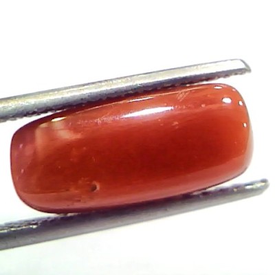 5.11 Ct 5.67 Ratti Natural Untreated Italian Red Coral Moonga Gems