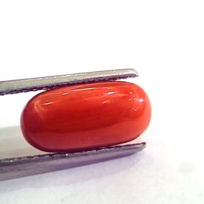 5.05 Carat Natural Italian Red Coral Moonga Gemstone AAAA